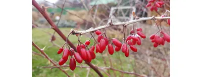 Как заготовить барбарис на зиму – Agro-Market