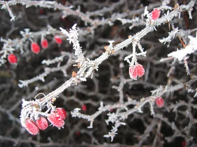 Барбарис тунберга Коралл, Berberis thunb. \"Coral\" | САД ПОЛТАВИ