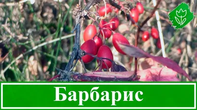 Барбарис Tунберга Atropurpurea: купить саженцы в Украине - цена от Сад мрії