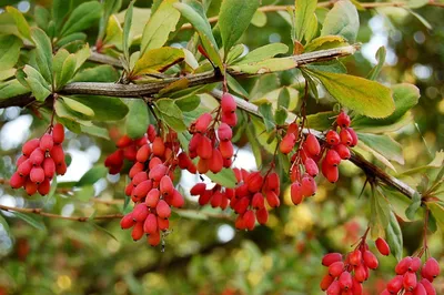 Купить Барбарис тунберга Атропурпуреа Berberis thunbergii Atropurpurea - в  питомнике Флорини