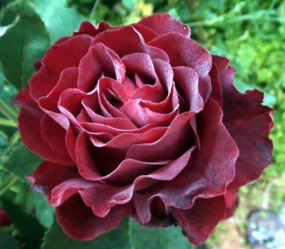 Бархатная роза фото фотографии