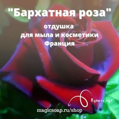 Пионовидные розы в бархатной коробке | доставка по Москве и области