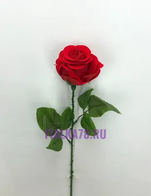 Г/п еж. Ola! Silk Sense DAILY DEO Бархатная роза 60шт - купить в  интернет-магазине Novex