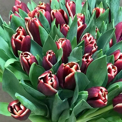 flowerslovers.ru - 💓💓💓бархатные тюльпаны в московскую метель💓💓💓 29  тюльпанов 3400 р 39 тюльпанов 4300 р заботливо укутаем в бумагу и красивую  коробочку для перевозки✨ для заказа: +7 (985) 911-57-49 ✨ | Facebook