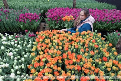 бархатный тюльпан | Цветы, Тюльпаны