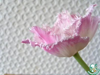 Тюльпан ботанический Одалиск 3 шт. в упаковке | Купить саженцы в питомнике  Мир Садовод, Крым