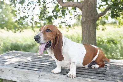 Бассет хаунд (Basset Hound) - собаки интересны, любознательны и прекрасно  относятся к детям.