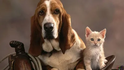 Собака Бассет-хаунд - фото и описание породы, цены на щенков, минусы и  плюсы | Pet-Yes