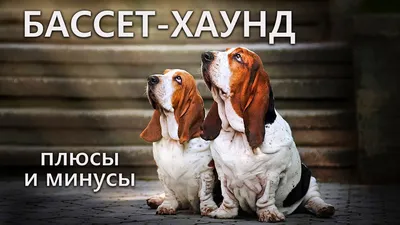Породы собак Бассет хаунд бордюр Наволочка 45х45 см 239560 - Декоративные  наволочки