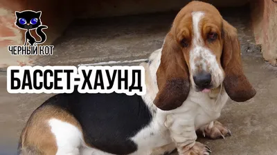 Бассет-хаунд - Цамакс Интернешнл. Ветеринарные препараты и кормовые  добавки. Цены, где купить, отзывы