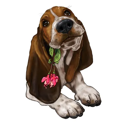 Косметика Bio-Groom для собак породы Бассет-хаунд