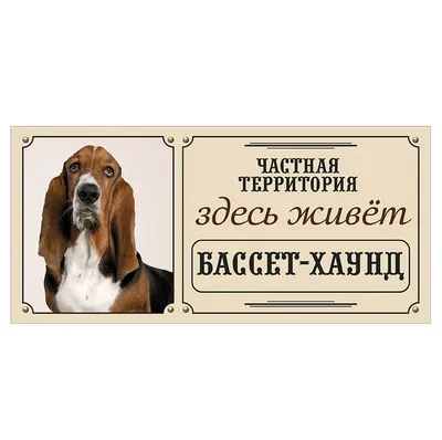 ✓ Коротконожка бассет-хаунд – это гончая собака? Особенности породы бассет- хаунд - YouTube