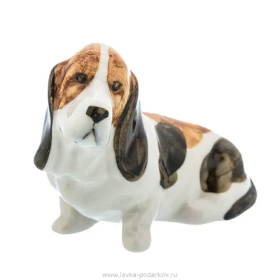 Бассет-хаунд: особенности породы, 🐕 размеры, вес, внешность, уход