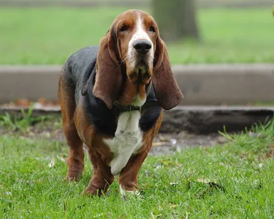 Бассет хаунд (Basset Hound) - собаки интересны, любознательны и прекрасно  относятся к детям.