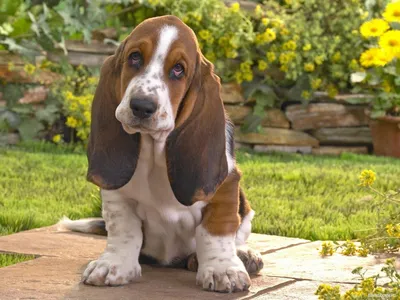 Бассет хаунд (Basset Hound) - собаки интересны, любознательны и прекрасно  относятся к детям.