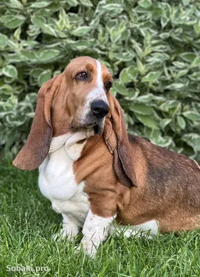 Описание породы Бассет Хаунд (Basset Hound), внешние данные, особенности  породы, дрессировка