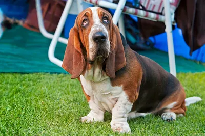 Pin by Алина on СОБАКИ | Basset hound funny, Basset hound puppy, Hound  puppies