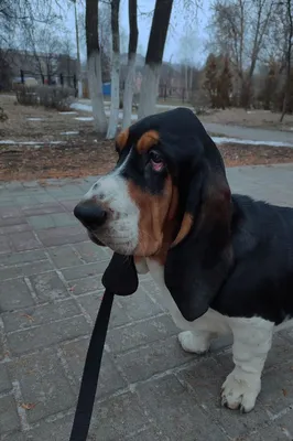 Мягкая игрушка Бассет-хаунд, плюшевая собака, реалистичный щенок 32 см -  купить с доставкой по выгодным ценам в интернет-магазине OZON (714668339)