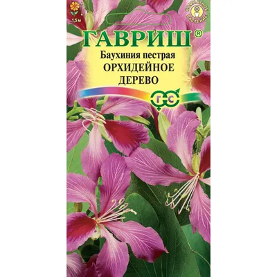 Орхидейное дерево Калихавия СЕМЕНА (5 семян) Комнатные растения и цветы |  AliExpress