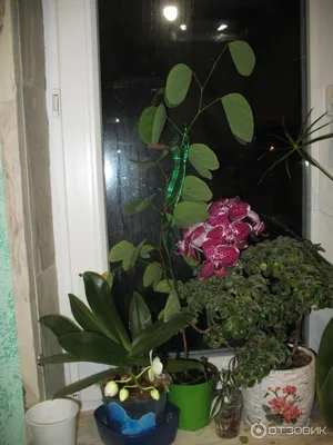 Семена баухинии «Орхидейное дерево» / Bauhinia purpurea L., ТМ «ГАВРИШ» - 3  семечка купить недорого в интернет-магазине семян OGOROD.ua