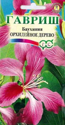 Отзыв о Семена комнатный цветок Гавриш Баухиния Орхидейное дерево |  Довольна результатом - буду ждать цветения