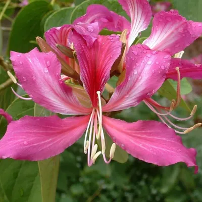 Семена баухиния Орхидейное дерево Вырасти дома 101714497 купить за 180 ₽ в  интернет-магазине Wildberries