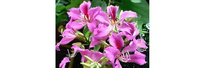 Семена Баухиния Орхидейное дерево (пурпурная) купить по низкой цене в  интернет-магазине - Интернет-магазин «СЕМЕНА ТУТ»
