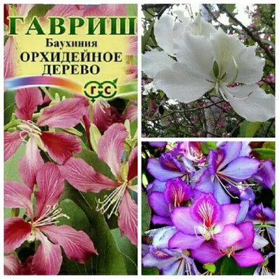 Цветы Баухиния Орхидейное дерево Гавриш 38481063 купить в интернет-магазине  Wildberries