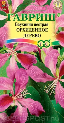 Баухиния Орхидейное дерево, 3 шт., купить в интернет магазине Seedspost.ru