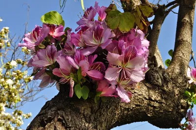 Семена баухинии орхидеи с деревом — купить по низкой цене на Яндекс Маркете