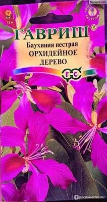 Отзыв о Семена комнатный цветок Гавриш Баухиния Орхидейное дерево |  Экзотику тоже можно выращивать из семян.