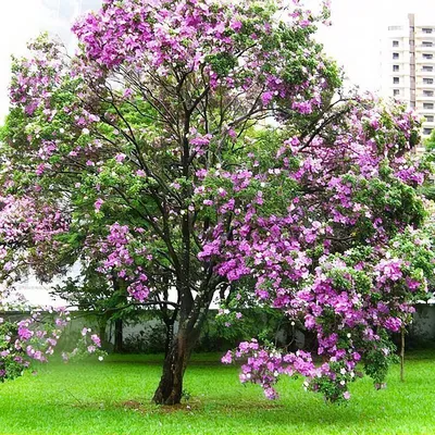 Баухиния, орхидейное дерево, описание и особенности выращивания