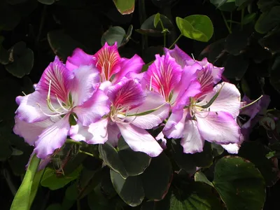 Стоит ли покупать Семена Гавриш Баухиния пурпурная Орхидейное дерево 3 шт.?  Отзывы на Яндекс Маркете