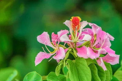 Баухиния — Орхидейное дерево :: Светлана Хращевская – Социальная сеть  ФотоКто