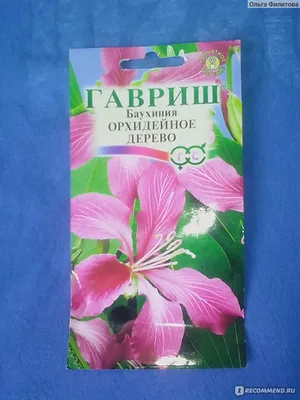 Беккер Россия - 🌺Баухиния Орхидейное дерево — это... | Facebook