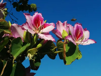 Баухиния \"Орхидейное дерево\" семена цветов купить по цене 89 ₽ в  интернет-магазине KazanExpress