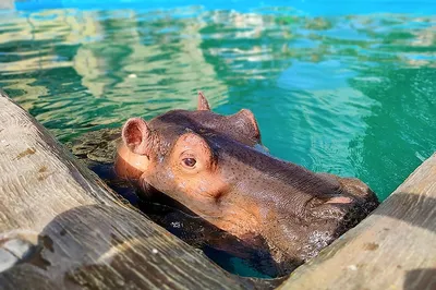 Долгожданный бегемот родился в зоопарке Алматы