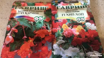 Клубни ЧТМ fantasy brands Бегония ампельная красная – купить онлайн,  каталог товаров с ценами интернет-магазина Лента | Москва, Санкт-Петербург,  Россия