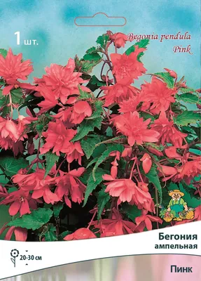Бегония Ампельная Бэлкони Смесь 1 шт. – купить в питомнике по цене 196 ₽ с  доставкой по всей России.