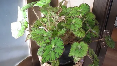 Коллекции растений ЦСБС СО РАН - Begonia sizemoreae Kiew – Бегония Сайзмор