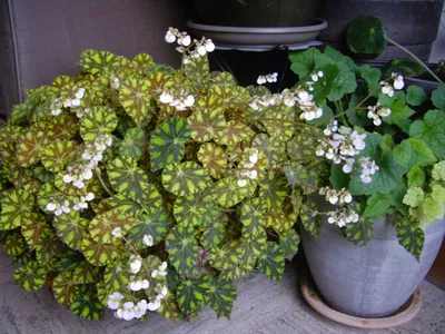 Коллекции растений ЦСБС СО РАН - Begonia subnummularifolia Merrill – Бегония  почтимонетолистная