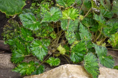 Бегония Бауэра (Begonia bowerae)