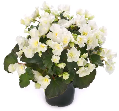 Бегония клубневая крупноцветковая Белая - описание, заказать семена по  лучшей цене в Самаре