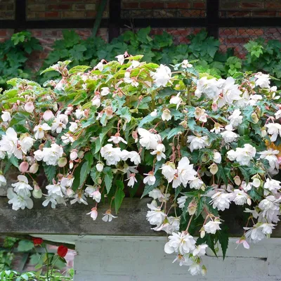 Бегония вечноцветущая Бада Бинг Белая Begonia semperflorens Bada Bing White  - купить семена цветов с доставкой по Украине в магазине Добродар