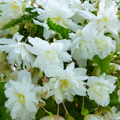 Купить белую бегонию Begonia semperflorens Super Olympia White