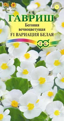 Бегония крупноцветковая Камелия белая - Садовый центр «СадОК»