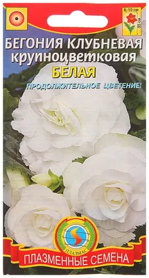 Бегония вечноцветущая БЕЛАЯ в кассете 6 ячеек - купить в Москве в  интернет-магазине