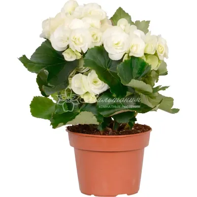 Бегония элатиор белая ⌀14 купить в Москве с доставкой | Магазин растений  Bloom Story (Блум Стори)