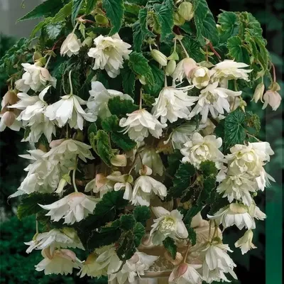 Бегония вечноцветущая Бада Бум Белая Begonia semperflorens Bada Boom White  - купить семена цветов с доставкой по Украине в магазине Добродар