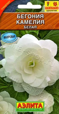 Купить Бегония мультифлора максима Белая в Минске. Луковицы цветов,  корневище, клубни растений почтой.